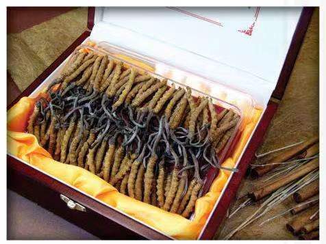 南山冬虫夏草回收